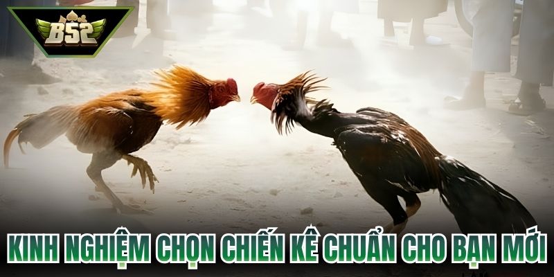 Kinh nghiệm chọn chiến kê chuẩn cho bạn mới