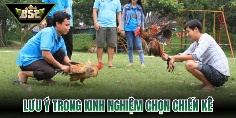 Lưu ý trong kinh nghiệm chọn chiến kê
