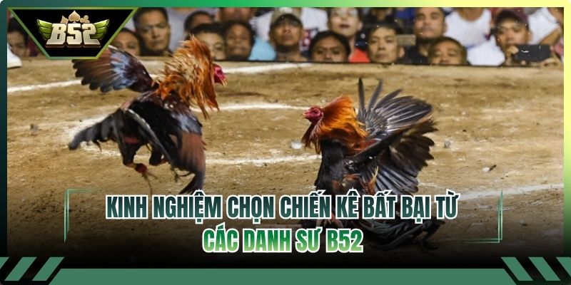 Kinh Nghiệm Chọn Chiến Kê Bất Bại Từ Các Danh Sư B52
