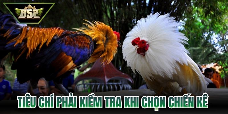 Tiêu chí phải kiểm tra khi chọn chiến kê 