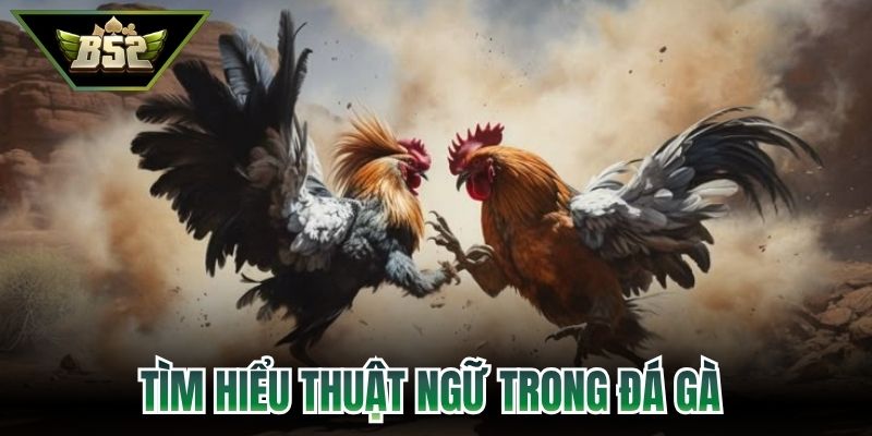 Tìm hiểu Thuật ngữ trong đá gà chuẩn xác nhất 